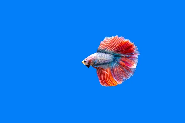 파란색 배경에 싸우는 물고기 — 스톡 사진