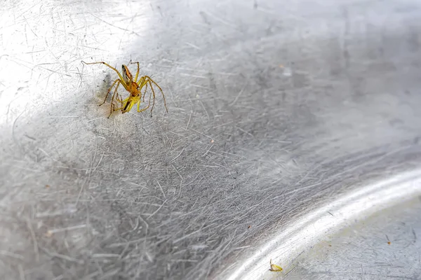 Μια Μικρή Αράχνη Που Ζει Στο Γρασίδι Στο Μεταλλικό Έδαφος — Φωτογραφία Αρχείου