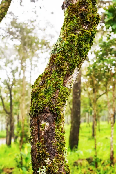 Moss Helechos Que Crecen Los Árboles Indican Fertilidad Del Bosque — Foto de Stock