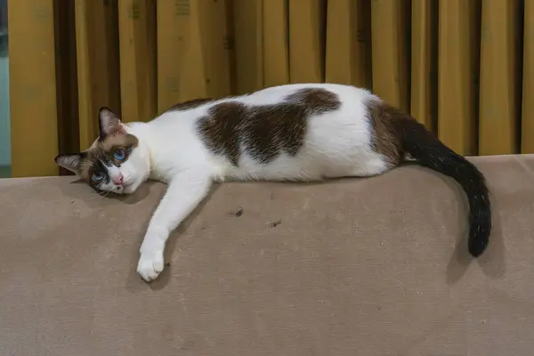 Γάτα Ξαπλωμένη Στον Σκισμένο Καναπέ Επειδή Γρατζουνάει — Φωτογραφία Αρχείου