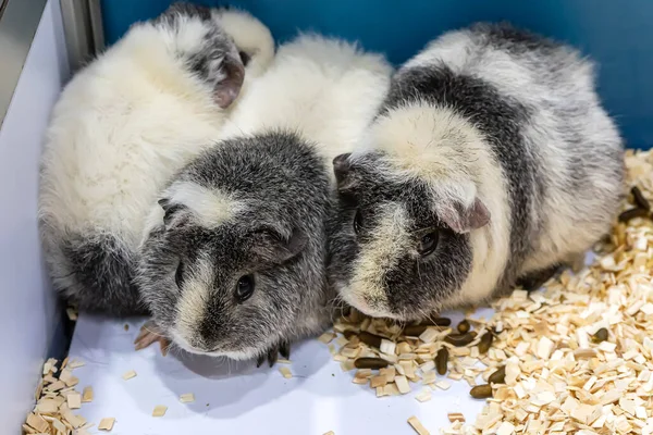 Porco Índia Cavy Estão Banca Esperando Para Serem Vendidos Animal — Fotografia de Stock