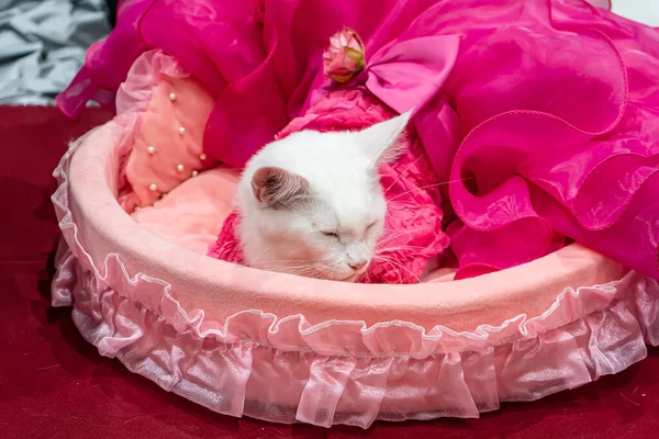 Katten Vilar Mjuk Säng — Stockfoto