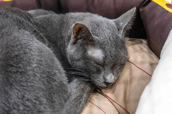Katten Vilar Mjuk Säng — Stockfoto