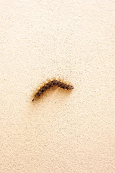 Piccola Larva Falena Sul Muro — Foto Stock
