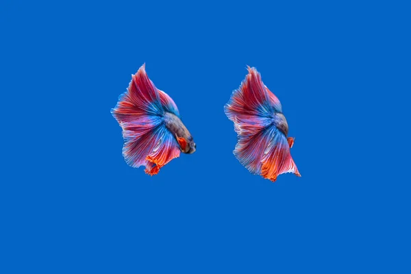 Ikan Petarung Dengan Latar Belakang Biru — Stok Foto