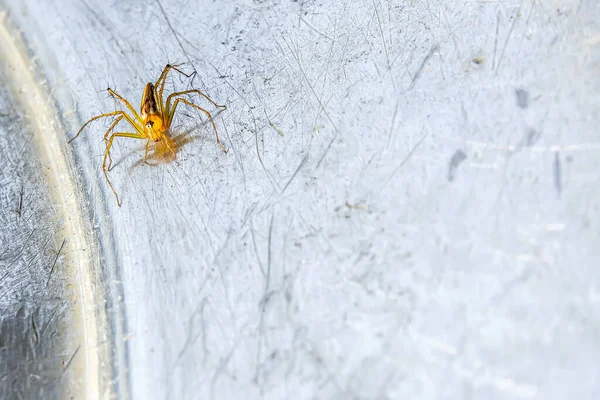 Μια Μικρή Αράχνη Που Ζει Στο Γρασίδι Στο Μεταλλικό Έδαφος — Φωτογραφία Αρχείου