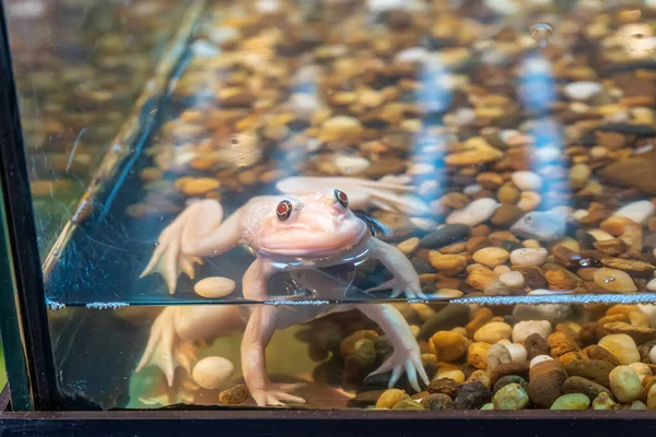 Albino Frosch Liegt Wasser Schrank — Stockfoto