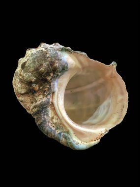 Kabuklar siyah bir arkaplanda izole edilmiş..