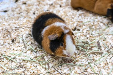 Kobay ya da mağara fareleri satılmayı bekliyor. Tayland 'da popüler bir evcil hayvan..