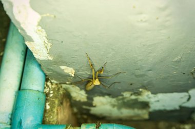 Peygamber devesi ya da yeşil peygamberdevesi duvarda.