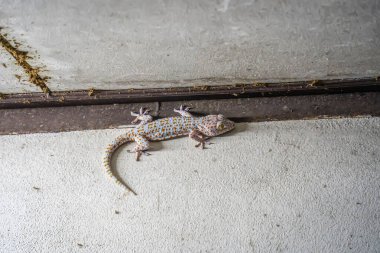 Geceleyin beslenmek için böcek arayan bir kertenkele duvarda..
