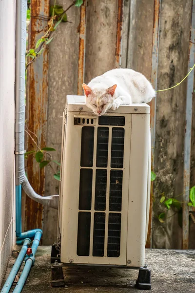 Bir kedi soğuk bir günde güneşlenmek için hava kompresörünün üzerine uzanır..