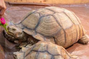 Sulcata kaplumbağası tahta zeminde sebze yiyor. Tayland 'da popüler bir evcil hayvan..