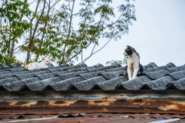 Kedi güzel bir günde evin çatısında..
