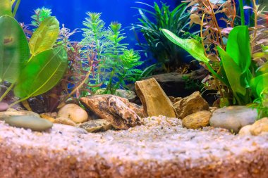 Su altı manzarası doğa akvaryum akvaryum akvaryumu çeşitli su bitkileri, taşlar ve bitki süslemeleri ile.