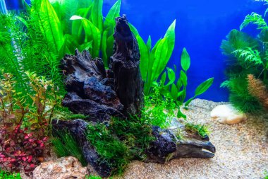 Su altı manzarası doğa akvaryum akvaryum akvaryumu çeşitli su bitkileri, taşlar ve bitki süslemeleri ile.
