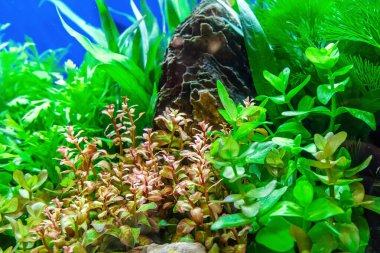 Su altı manzarası doğa akvaryum akvaryum akvaryumu çeşitli su bitkileri, taşlar ve bitki süslemeleri ile.