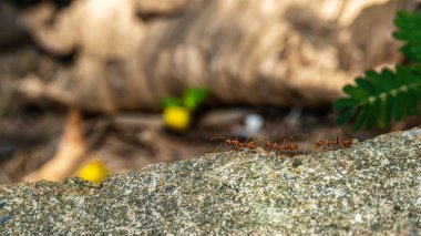 Birçok kırmızı karınca yiyecek bulmak için etrafta dolaşıyor..