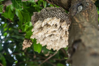 Eşek arısı yuvası ya da ağaçta altıgen dekoratif tasarım.