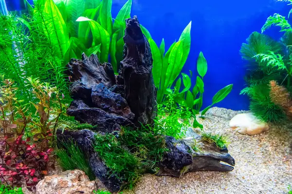 Underwater landscape nature forest style aquarium tank with a variety of aquatic plants, stones and herb decorations.