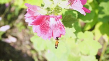 Bees are flying and eating pollen from hollyhock on a nature background