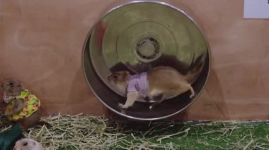 Çayır köpeği direksiyon başındaydı.