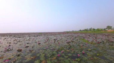 Red lotus viewing festival at Thung Bua Daeng, Bueng Lahan, Chaiyaphum, Thailand