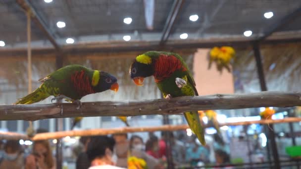 Papağanlar Bir Dala Tünemiş Tayland Popüler Bir Evcil Hayvan — Stok video