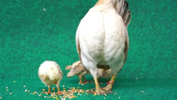 Hen Yellow Serama Chicks Eating Food Artificial Grass Sound — Stock video