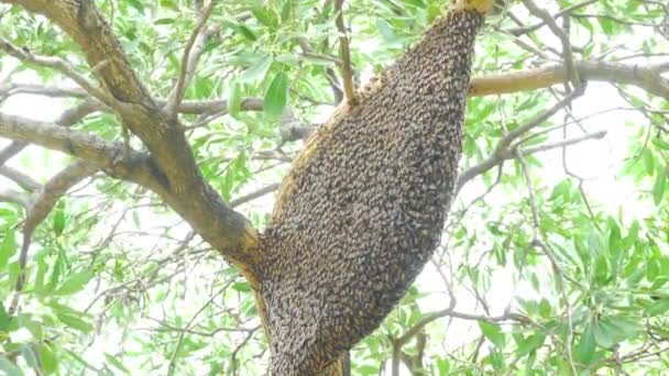 Velká Včelí Hnízda Obřího Sršně Stromě — Stock video