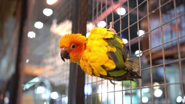 Conures Perched Next Cage Its Popular Pet Thailand — Vídeo de Stock