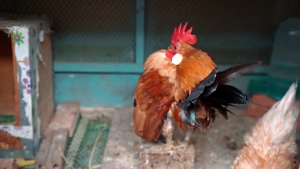 Serama Malaysian Serama Beating Its Wings Crowing Chicken Coop Sound — Stock Video