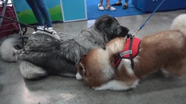 Nonthaburi, Tayland - 27 Mayıs 2021: 10. SmartHeart 'taki Köpekler Tayland Uluslararası Hayvan Varyasyonları Sergisi' ni sunar Muang Thong Thani, Nonthaburi, Tayland