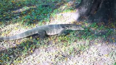 The varanus salvator is crawling on the grass in a nature background