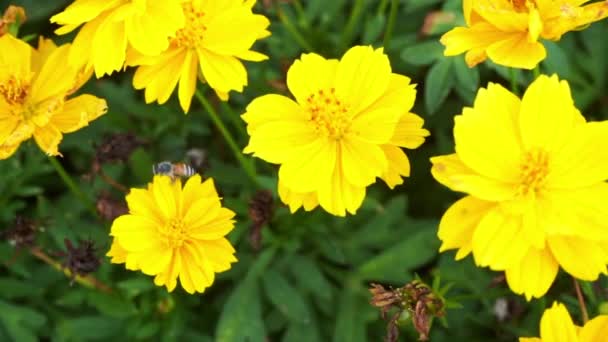 Bees Flying Eating Pollen Cosmos Flower Nature Background — Stock videók