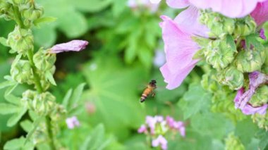 Bees are flying and eating pollen from hollyhock on a nature background