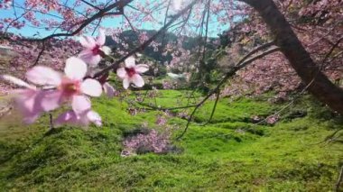 Phaya Suea Krong flower or Prunus Cerasoides flower or Queen Tiger flower or Nang Phaya Sua Krong flower are blooming to welcome winter season in Thailand. Can see it in northern Thailand