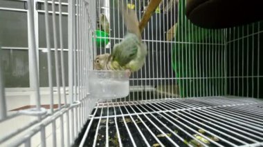 Green-cheeked parakeet or green-cheeked conure are playing in the water until their heads are wet. Its a popular pet in Thailand