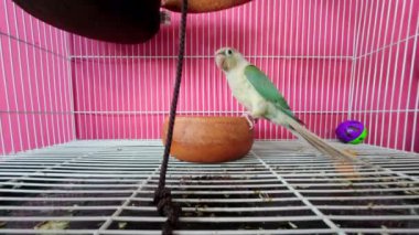 Green-cheeked parakeet or green-cheeked conure climbing the rope in the cage. Its a popular pet in Thailand