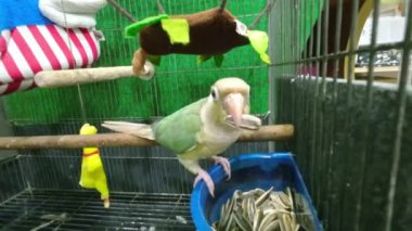 Green-cheeked parakeet or green-cheeked conure are eating sunflower seeds in a cage. Its a popular pet in Thailand