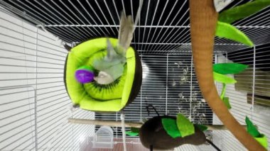 Green-cheeked parakeet or green-cheeked conure are playing the toys. It's a footage with sound