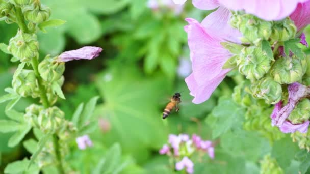 Bees Flying Eating Pollen Hollyhock Nature Background — Videoclip de stoc