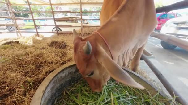 Cow Grazing Stall — Vídeo de Stock