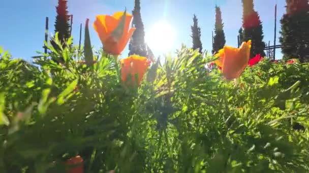 Flowers Nature Sunshine Wind Blowing Gently — Stock videók