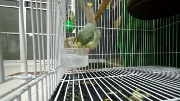 Green Cheeked Parakeet Green Cheeked Conure Playing Water Heads Wet — стоковое видео