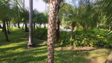 The squirrel walking find food on the tree from people passing by in the park