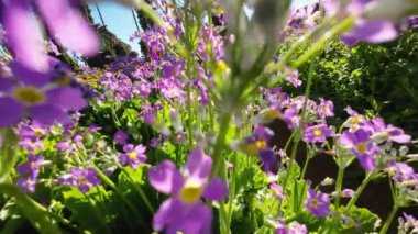 The flowers in nature, sunshine and wind blowing gently