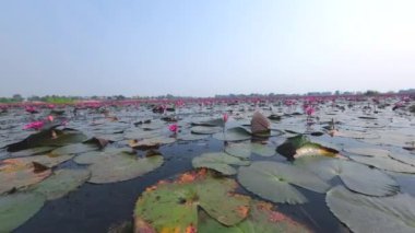 Take a scenic boat ride at Thung Bua Daeng, Bueng Lahan, Chaiyaphum, Thailand.