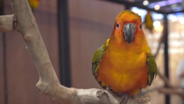 Conures Perched Branch Its Popular Pet Thailand — Stockvideo