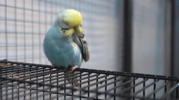 Παπαγάλοι Ξύνονται Στο Κλουβί Είναι Ένα Δημοφιλές Κατοικίδιο Ζώο Στην — Αρχείο Βίντεο